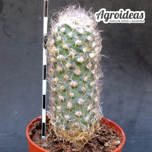 Turbinicarpus krainzianus "Selección"