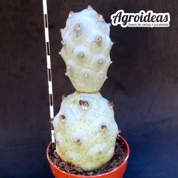 Tephrocactus articulatus var. calvus - Imagen 2