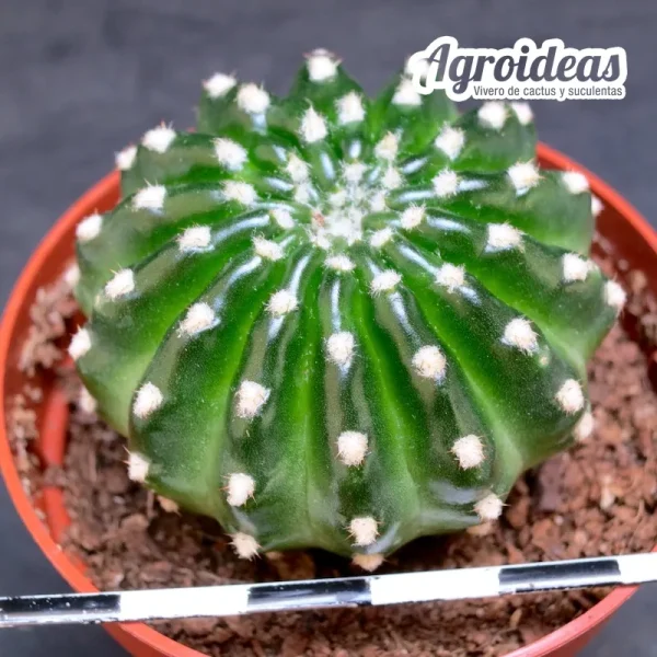 Lobivia "Lady pastel" - Imagen 2