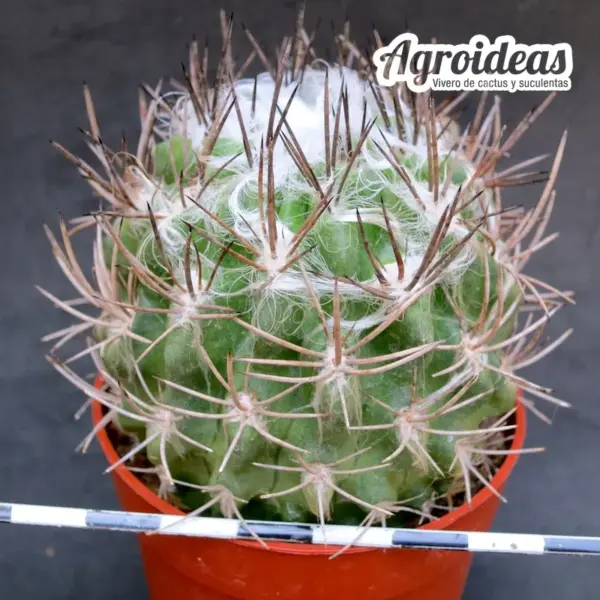 Eriosyce flocosa - Imagen 2