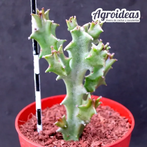 Boucerodorchis "Chonburi" - Imagen 2