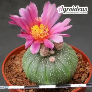 Astrophytum asterias cv. Akabana