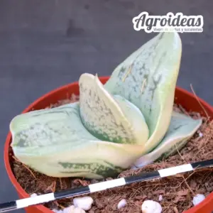 Gasteria Iso-matsu