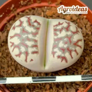 Lithops dorotheae "Zorro"