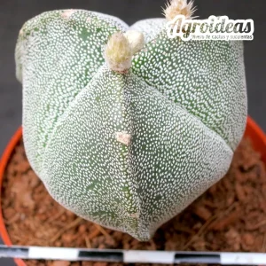 Astrophytum myriostigma "Tricostatum"