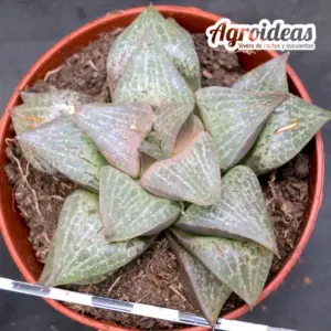 Haworthia Híbrida