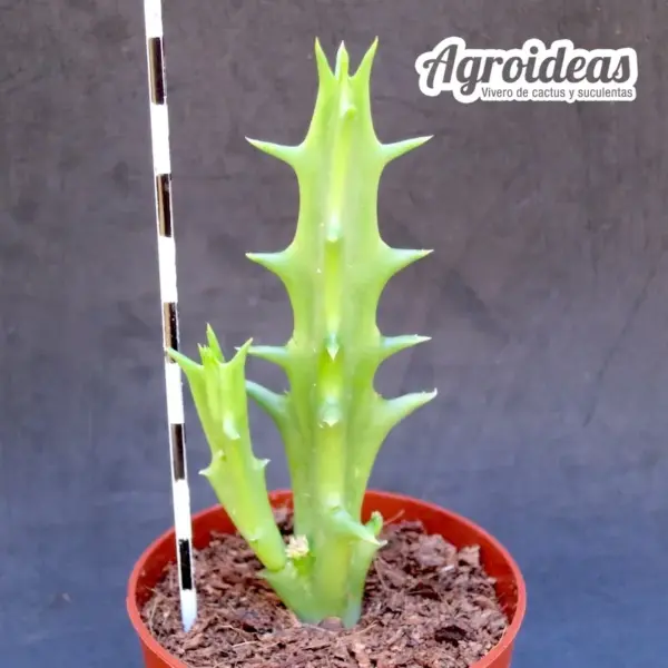 Orbea lutea - Imagen 2