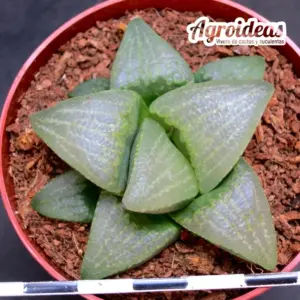 Haworthia fusca MBB7507