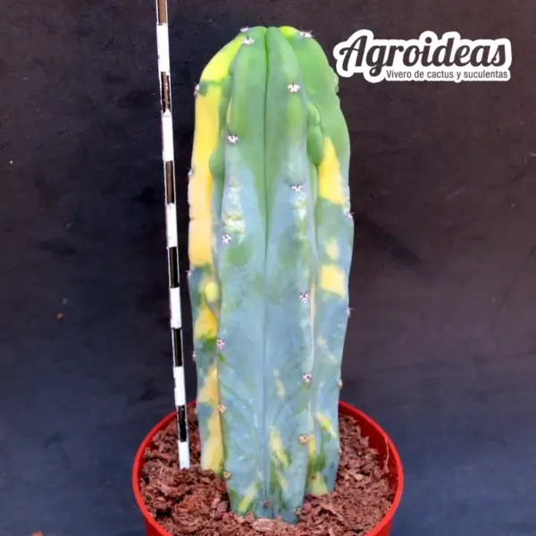 Myrtillocactus geometrizans "Selección & Variegata" - Imagen 2