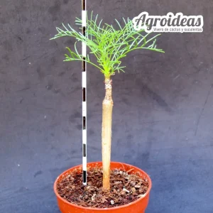 Commiphora kraeuseliana