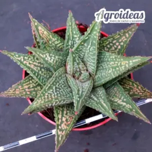 Haworthia striata X koelmaniorum "Selección Especial"