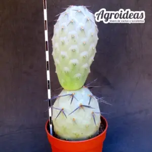 Tephrocactus geometricus "Diablo"