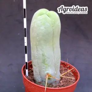 Trichocereus bridgesii AKA: Penis Cactus