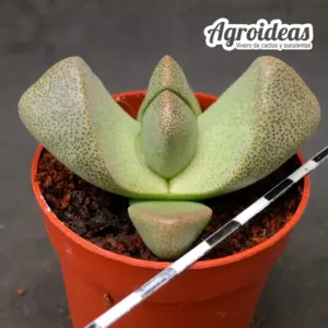 Pleiospilos bolusii