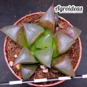 Haworthia "Ruby star"