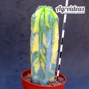 Myrtillocactus geometrizans "Selección & Variegata"