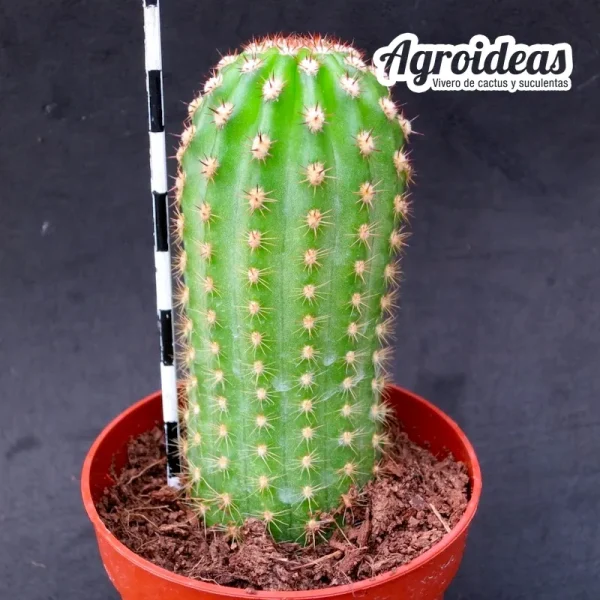 Trichocereus cv. "Super Apricot" - Imagen 2