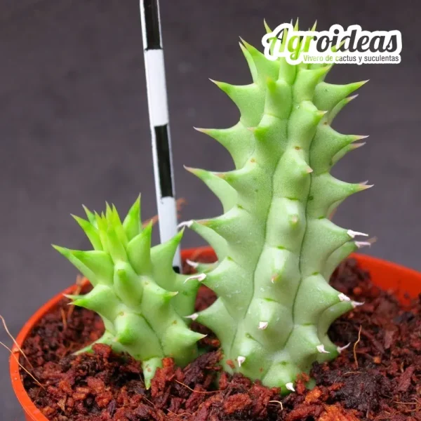 Huerhoodia "Tornado" - Imagen 2