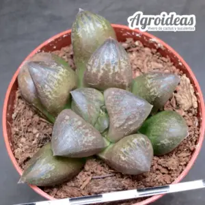 Haworthia X chocolate