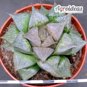 Haworthia Híbrida