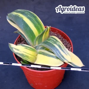 Gasteria híbrida «variegata»