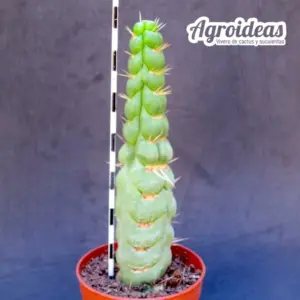 Eulychnia castanea "Varispiralis"