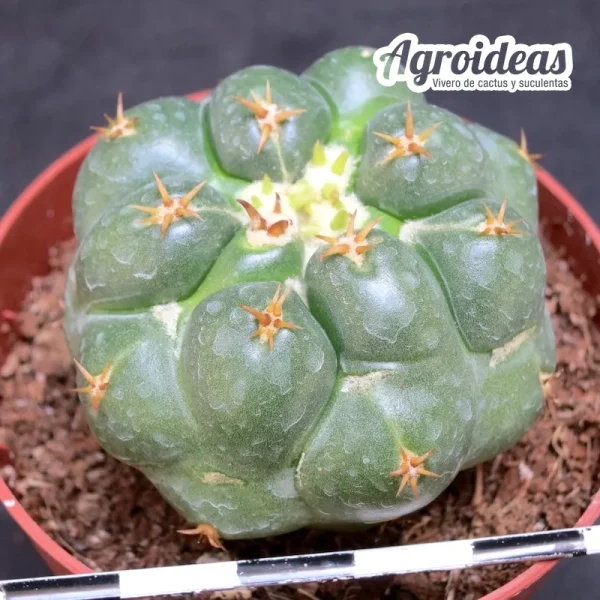 Coryphantha elephantidens "Tanshi" - Imagen 2