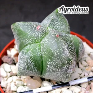Astrophytum myriostigma "Kikko" selección
