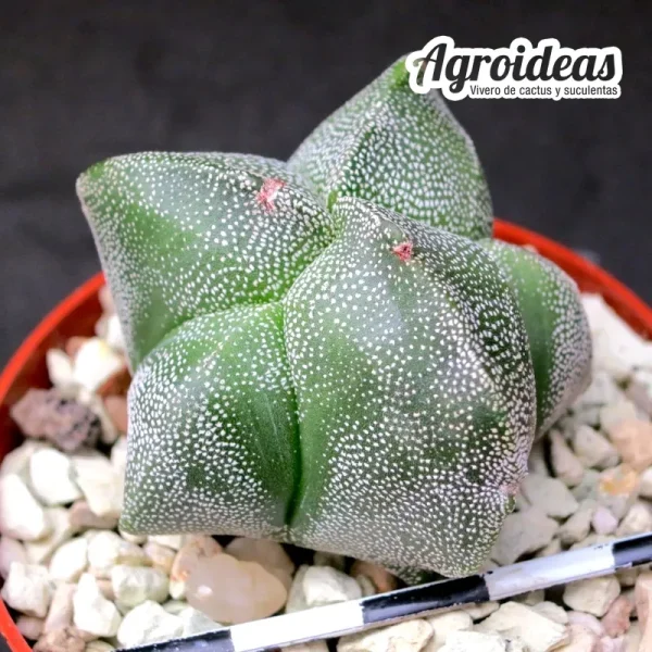 Astrophytum myriostigma "Kikko" selección