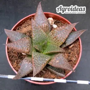 Haworthia koelmaniorum X emelyae "S. Oudtshoorn"