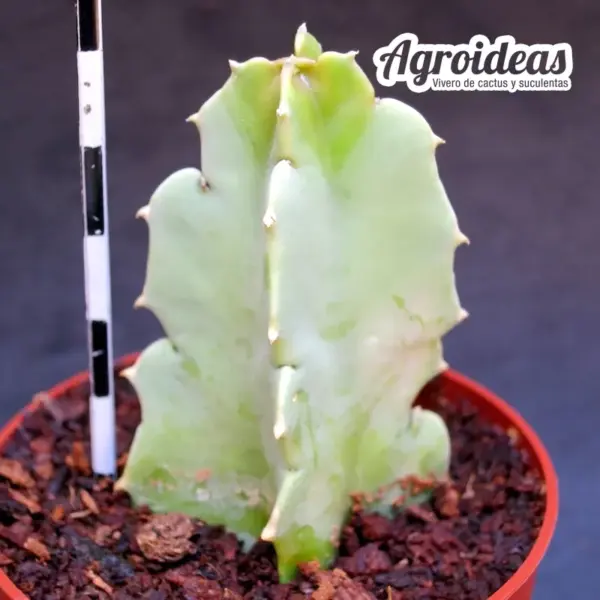Desmidorchis speciosa - Imagen 2