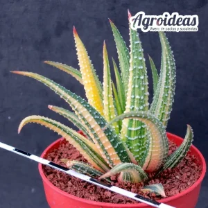 Haworthia attenuata var. radula «variegata»
