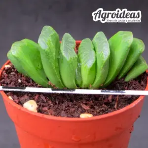 Haworthia truncata "Lime Green"