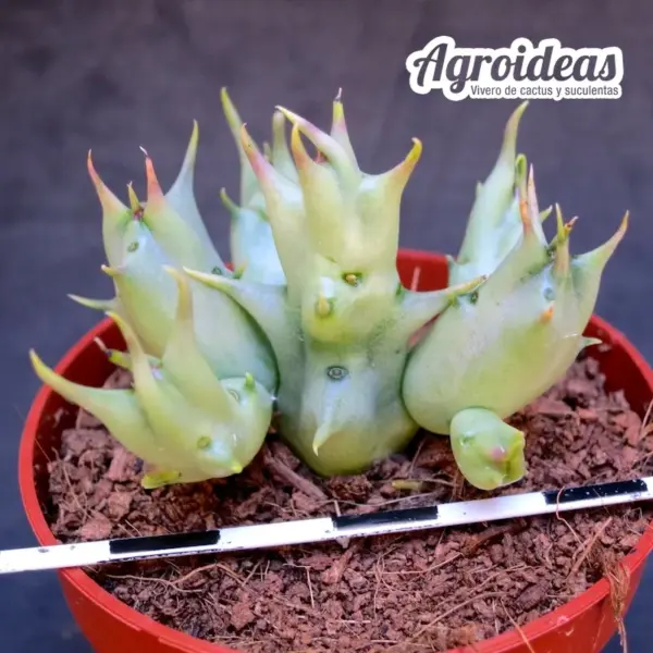 Angolluma gilberthii, Mekele, Etiopia - Imagen 2