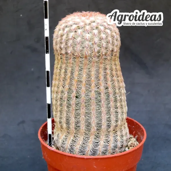 Echinocereus rigidissimus "albiflorus" - Imagen 2