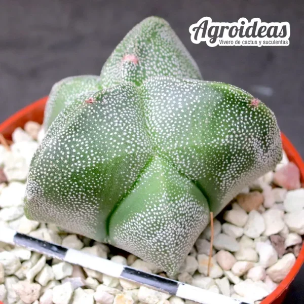 Astrophytum myriostigma "Kikko" selección - Imagen 2