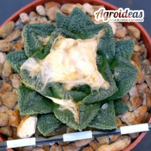 Ariocarpus fissuratus v. hintonii