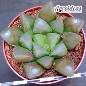 Haworthia "Murasaki obtusa"