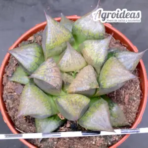 Haworthia Híbrida