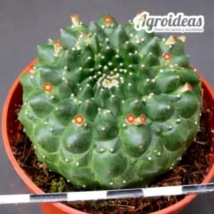 Euphorbia gymnocalycioides "kikko"