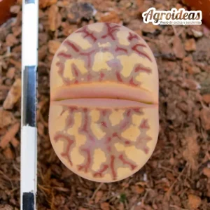 Lithops dorotheae "zorro" selección