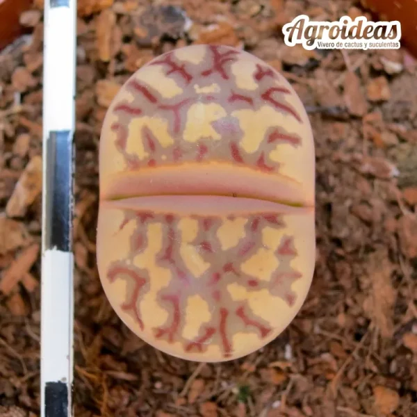 Lithops dorotheae "zorro" selección