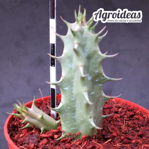 Huernia "Eyeball" - Imagen 2