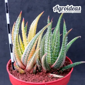 Haworthia attenuata var. radula «variegata»