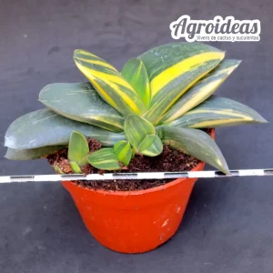 Gasteria híbrida «variegata»