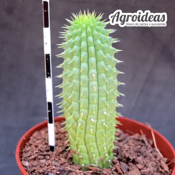 Hoodia pilifera ssp. annulata - Imagen 2