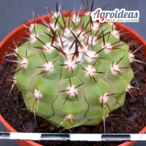 Copiapoa cinerea X columna alba