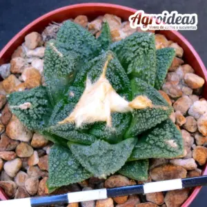 Ariocarpus fissuratus v. hintonii
