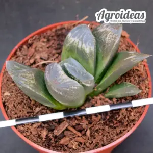 Haworthia truncata eastbourne "clon 2"