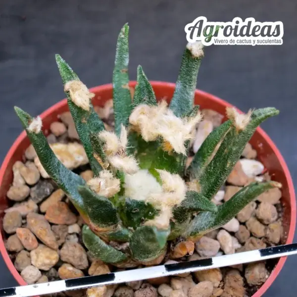 Ariocarpus agavoides - Imagen 2